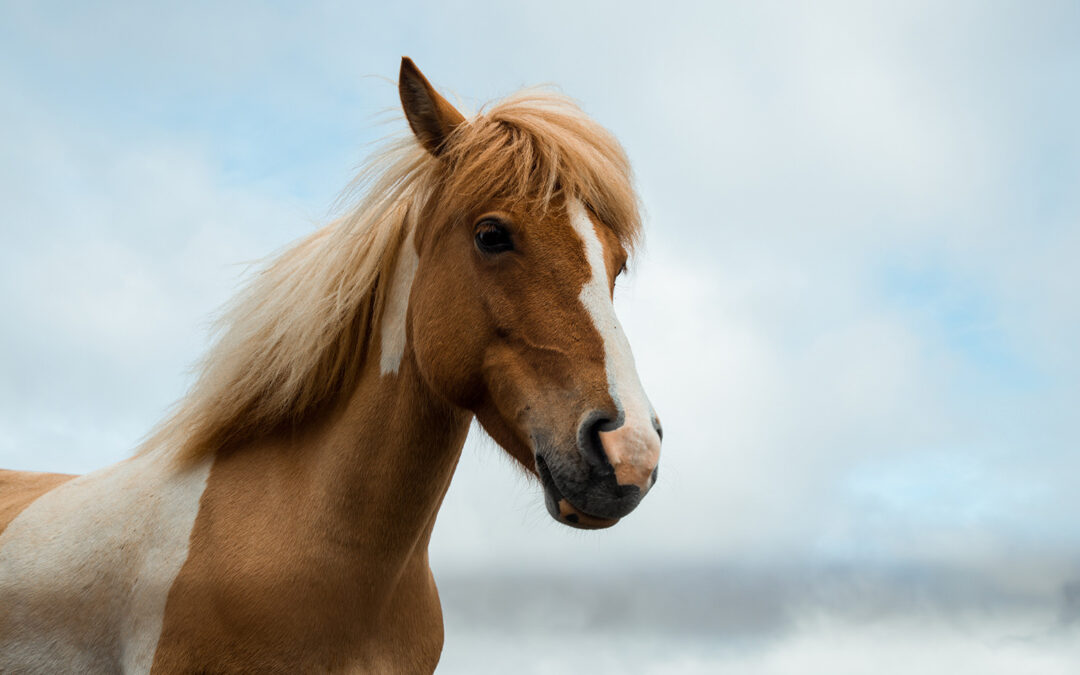 Equine Therapy